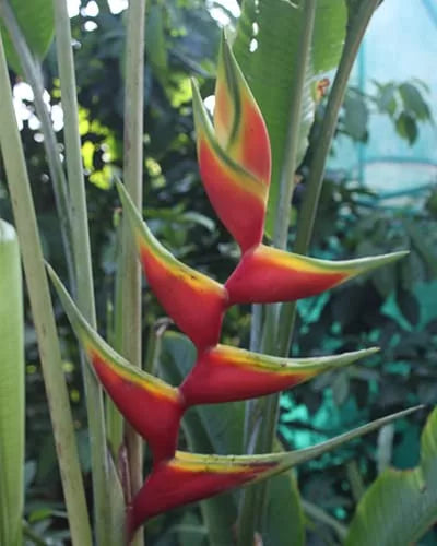 Heliconia Aurea Chalko- Rhizomes