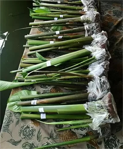 Heliconia St. Rose- Rhizomes