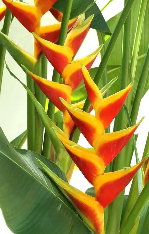 Heliconia Heart of Gold- Rhizomes