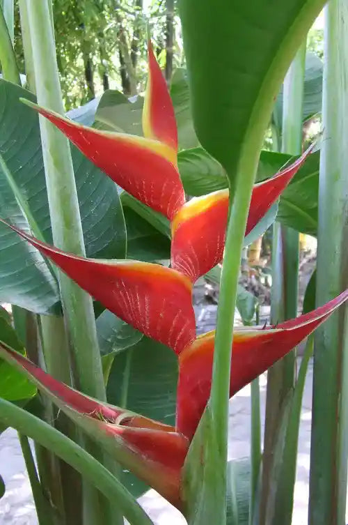 Heliconia Kawauchi- Rhizomes