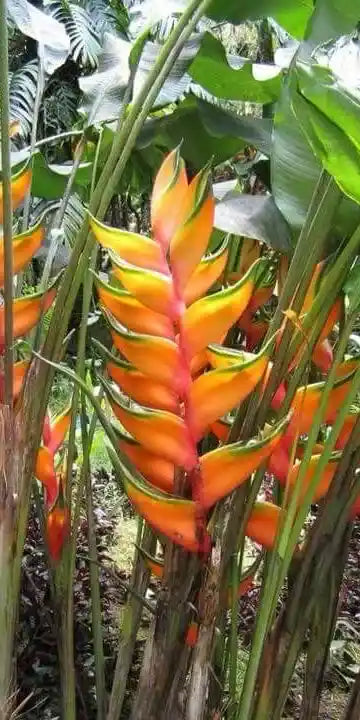 Heliconia Peachy Pink- Rhizomes