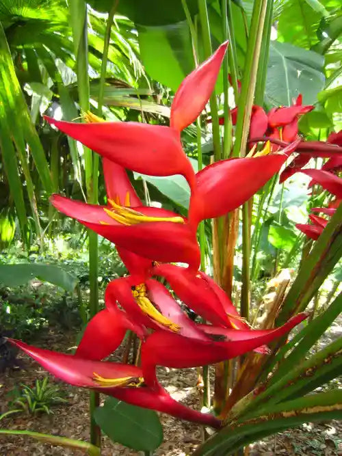 Heliconia Pedro Ortiz- Rhizomes