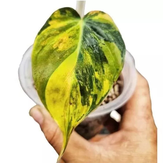 Philodendron Micans ‘Aurea' Variegated - Rare - Single Leaf