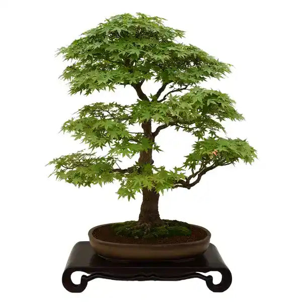 Japan Green Maple (Acer Palmatum)- Rare