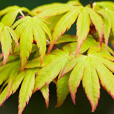 Japan Green Maple (Acer Palmatum)- Rare