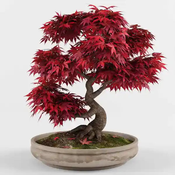 Japanese Red Maple, Acer Palmatum Atropurpureum - Rare