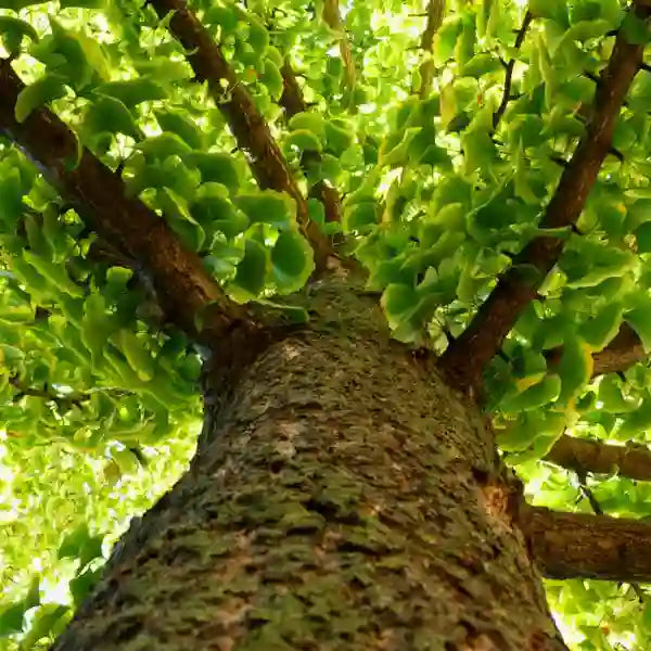 Ginkgo Biloba- Rare