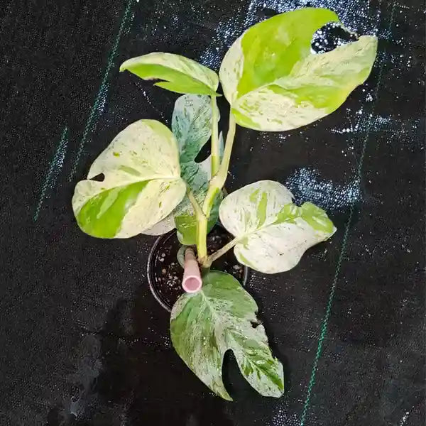 Epipremnum Pinnatum Marble - Rare