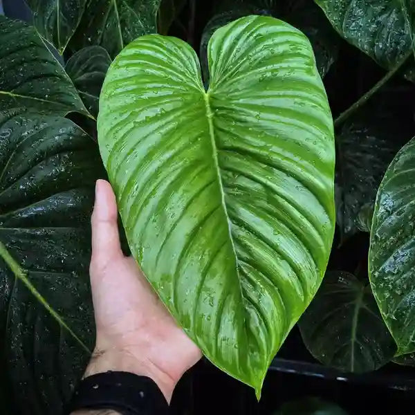 Philodendron Rubrocinctum- Rare