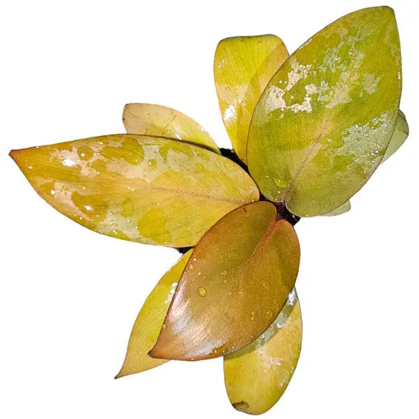 Philodendron Gold Cardinal- Rare