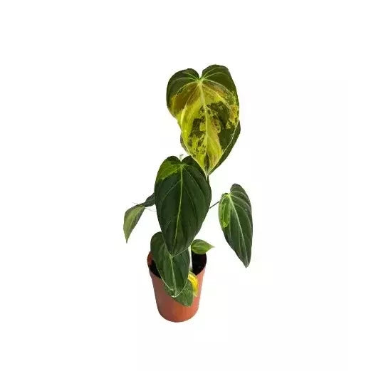 philodendron melanochrysum india Philodendron Melanochrysum Variegated (Melano Variegated) – Foliages.in