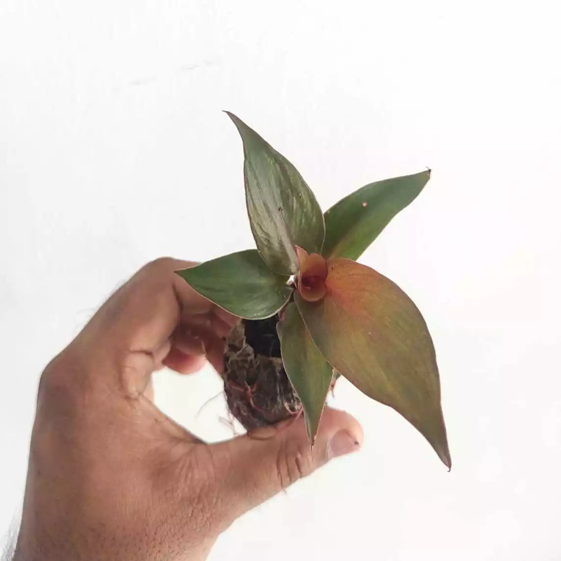 Philodendron Red Heart - Rare - SMALL
