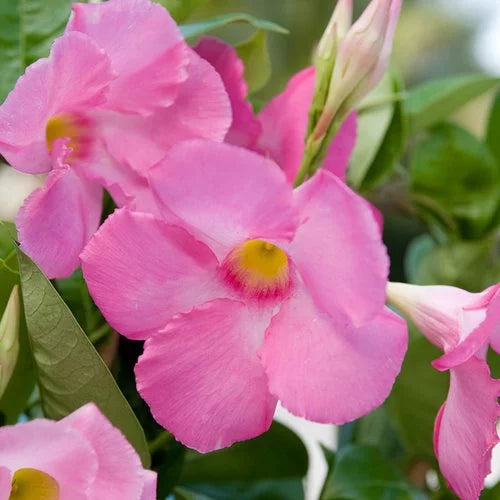 Mandevilla Pink