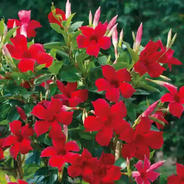 Red Mandevilla Vine