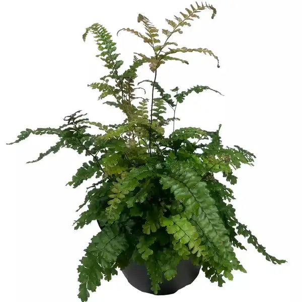 Adiantum Hispidulum Fern