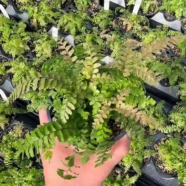 Adiantum Hispidulum Fern