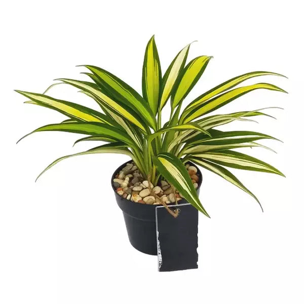 Chlorophytum Capense Variegated | Spider Plant variegated