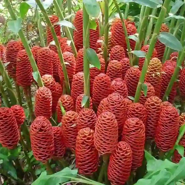 Zingiber spectabile 'Giant Orange Beehive' | Honey Comp Shampoo