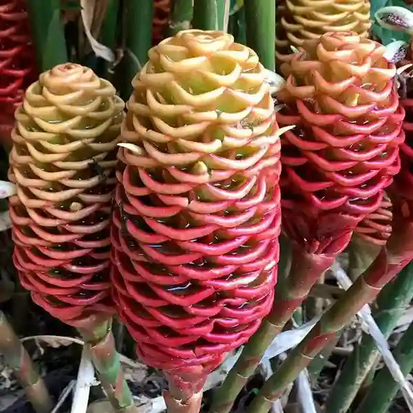 Zingiber spectabile 'Giant Orange Beehive' | Honey Comp Shampoo