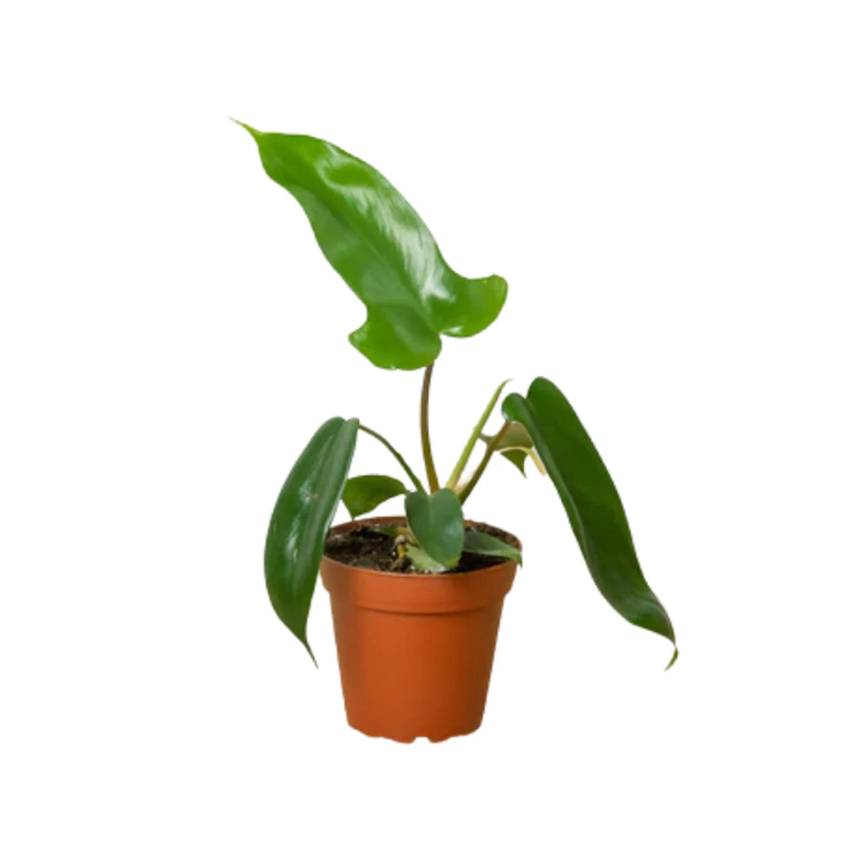 Philodendron Florida Green - SMALL