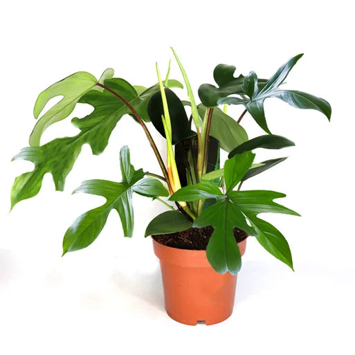 Philodendron Florida Green - BIG