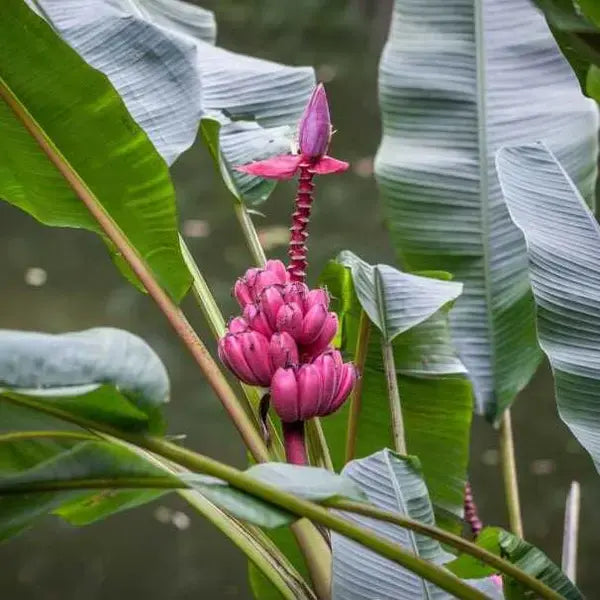 MUSA VELUTINA | Hairy Banana, Pink Banana - Rare