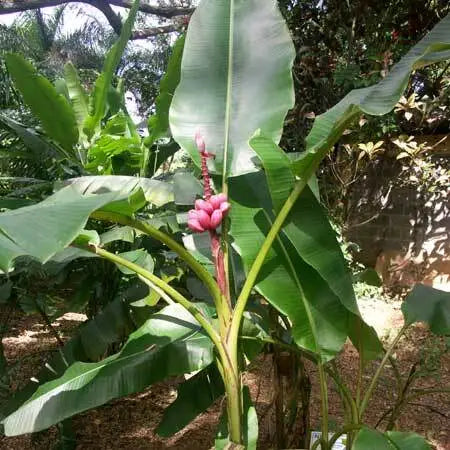 MUSA VELUTINA | Hairy Banana, Pink Banana - Rare