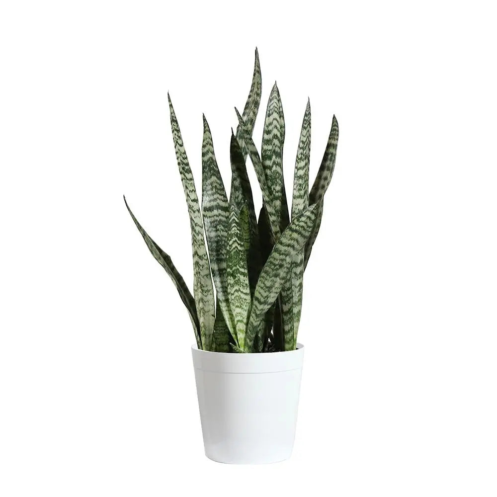 Snake Plant | Sansevieria Black Coral