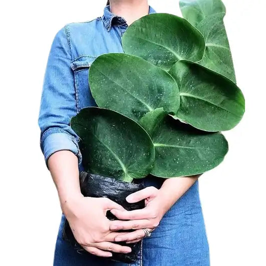 Rhaphidophora Hayi Plant - Buy Online