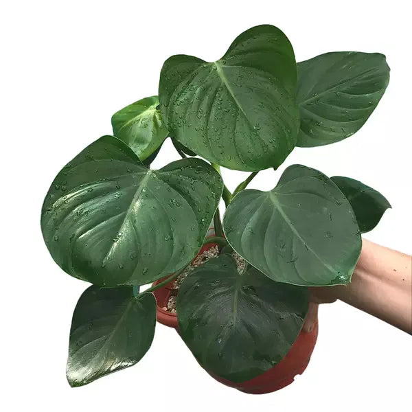 Philodendron Eximium - Rare