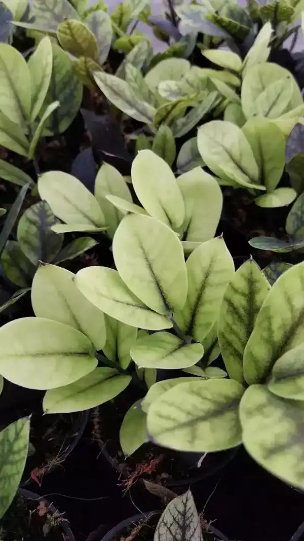 Black zz Aurea- Rare