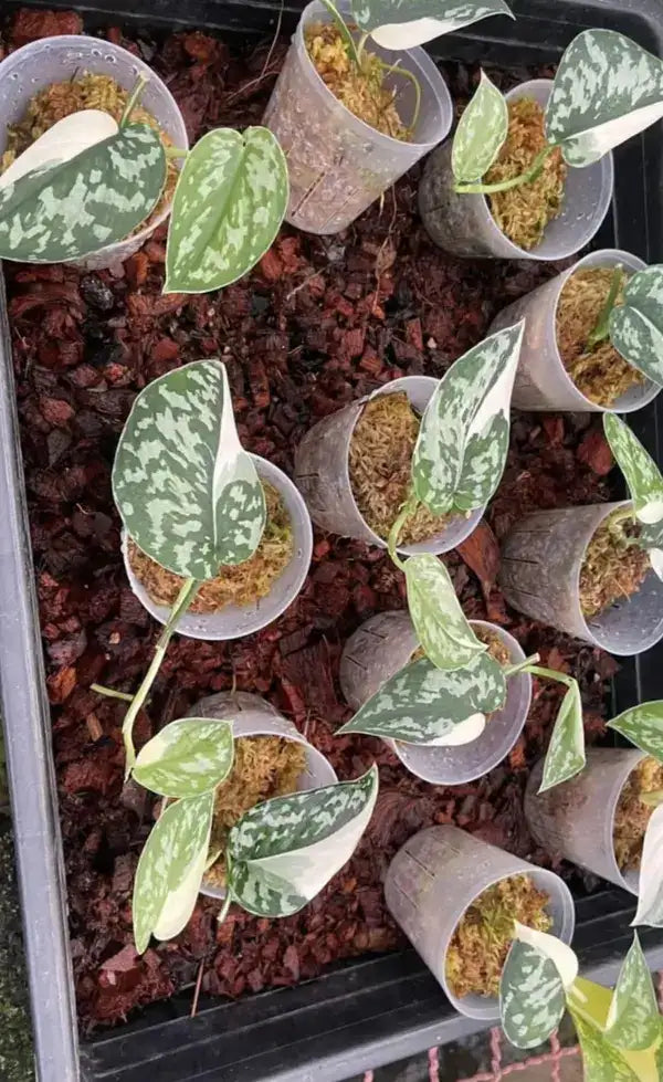 SCINDAPSUS MAYARI VARIEGATED - Rare