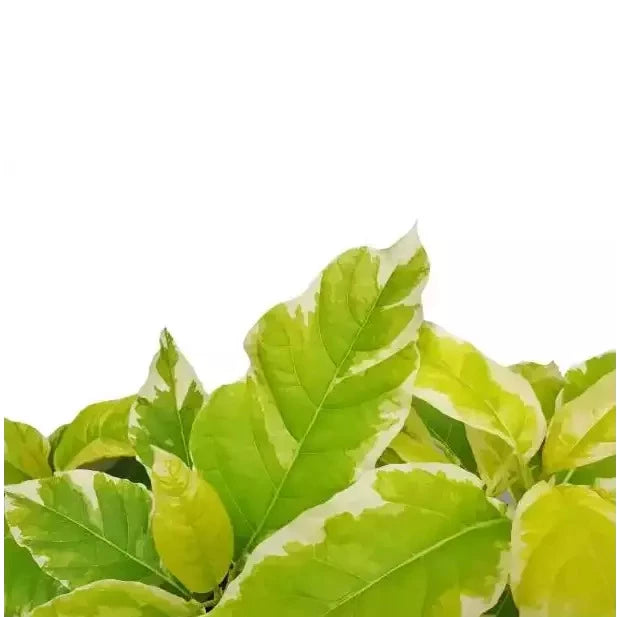 Pisonia Grandis Variegated | Variegated Moonlight Tree | Variegated LettuceTree - Rare