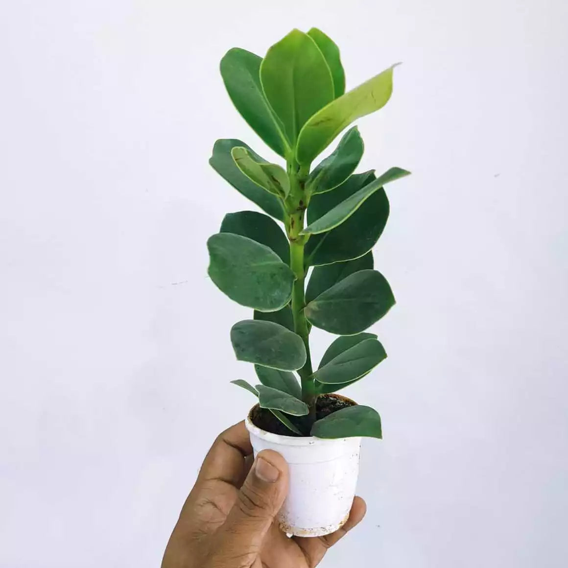 Clusia Princess Autograph Plant