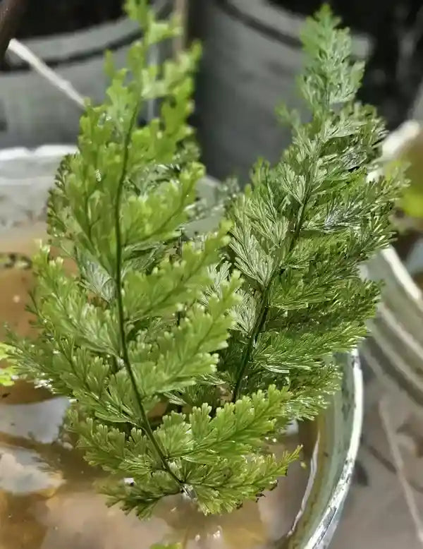 Water Fern - Rare