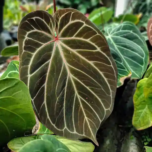 Anthurium Hu x Red - Super Rare