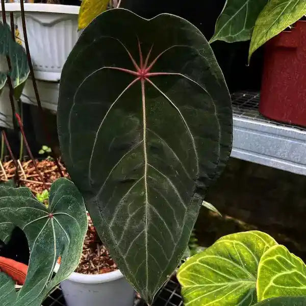 Anthurium Red Spider - Rare