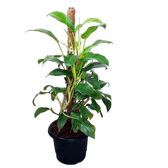 Philodendron Ceylon Green Plant