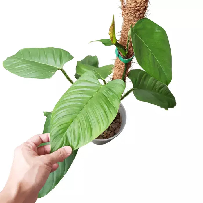 Philodendron Genevieveanum - Rare