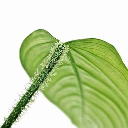 Philodendron Genevieveanum - Rare