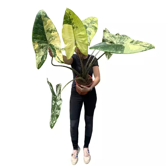 Alocasia Zebrina Variegated - Rare