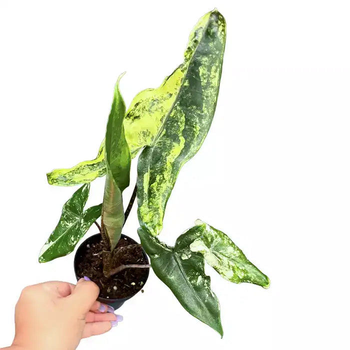 Alocasia Zebrina Variegated - Rare