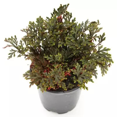 Selaginella Erythropus (Mart.), Spring (Red Spikemoss)