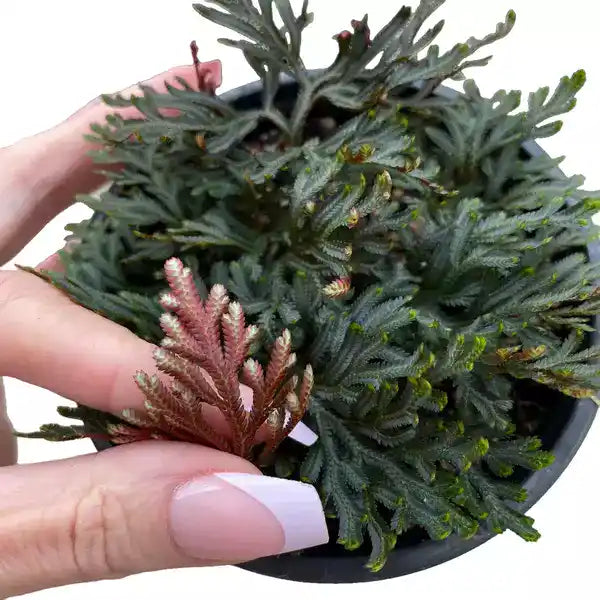 Selaginella Erythropus (Mart.), Spring (Red Spikemoss)