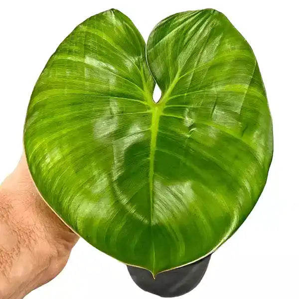philodendron ricardoi Philodendron Ricardoi