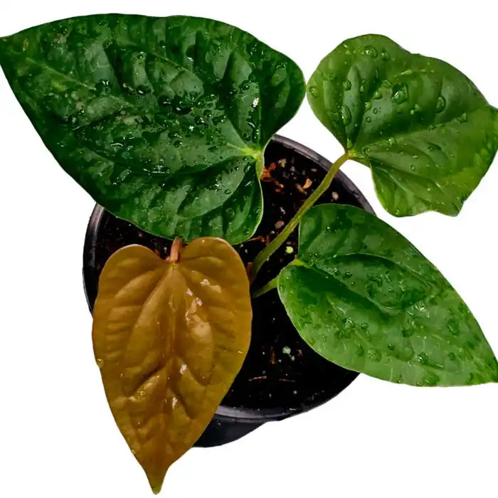 Anthurium 'Eternal Night' Mutant (Luxurians x Papillilaminum) - Rare