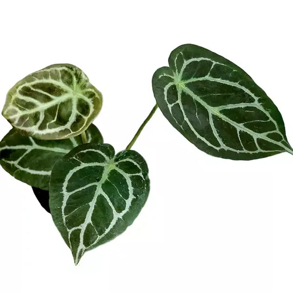 ANTHURIUM DRESSLERI X FORGETII - Rare