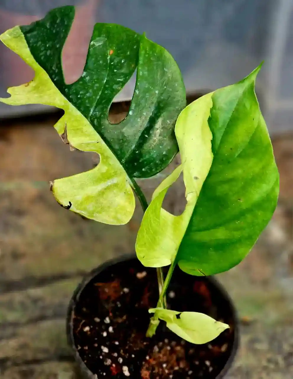 Variegated Rhaphidophora Tetrasperma, Mini Monstera Variegated - Very Rare
