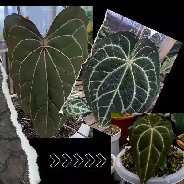 ANTHURIUM RED KASMAN | (Papi unique veins x Crystall Hyb) - Rare