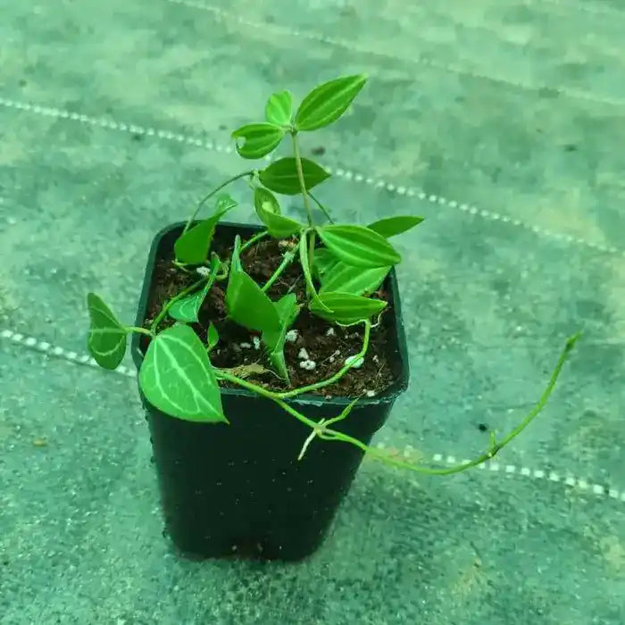 Dischidia Ovata | Dischidia Watermelon Plant
